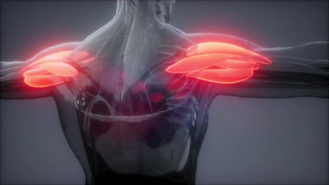 Deltamuskel-–-Sichtbare-Karte-Der-Muskelanatomie